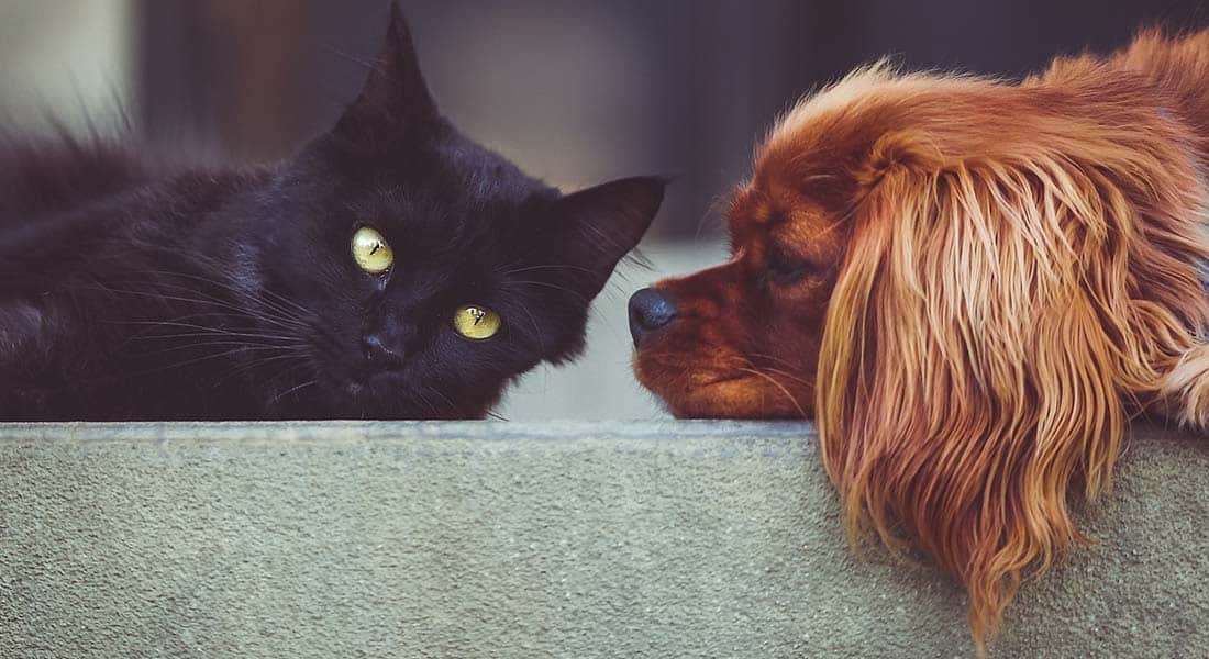 A cat and dog resting nose to nose — the bond Union Vet protects